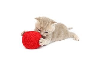 Cute little kitten playing with a red ball of yarn