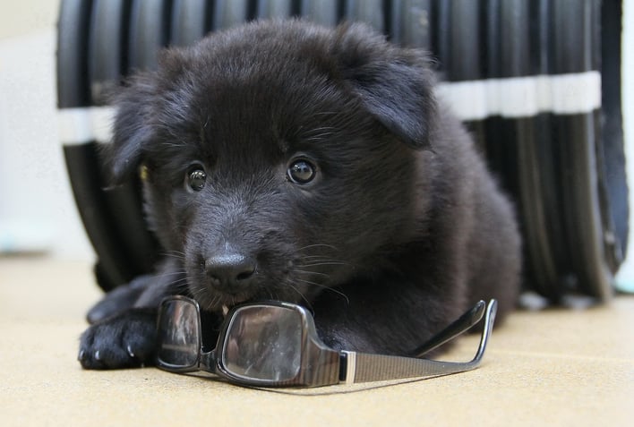 Culturally not appropriate image puppy chewing on glasses